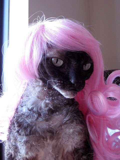 Funny Cats In Wigs That Will Make You Laugh Bouncy Mustard