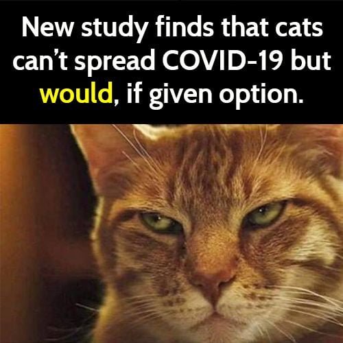 Funny meme: cats would spread corona if they could.