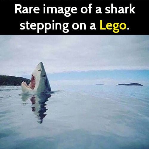 Funny meme: shark steps on lego