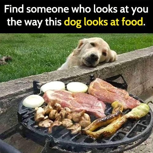 Funny animal meme: find someone who looks at you like this dog looks at food.