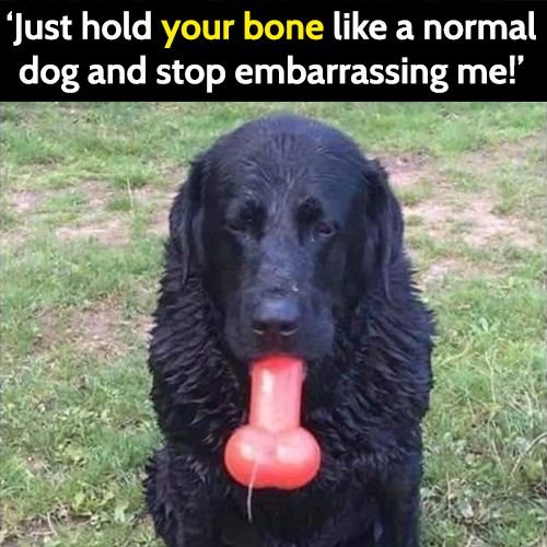 funny meme: just hold your bone like a normal dog and stop embarrassing me.