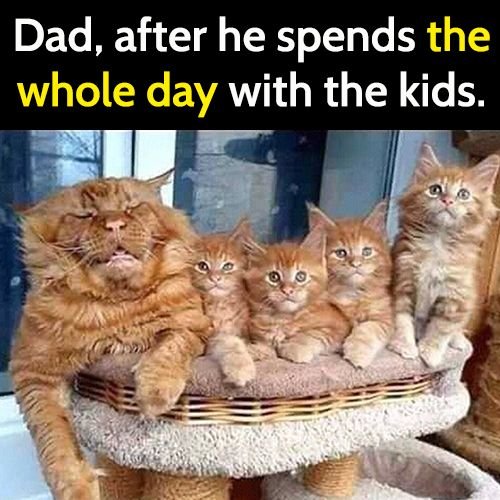 Funny animal meme: cat dad after he spends a whole day  with the kids.