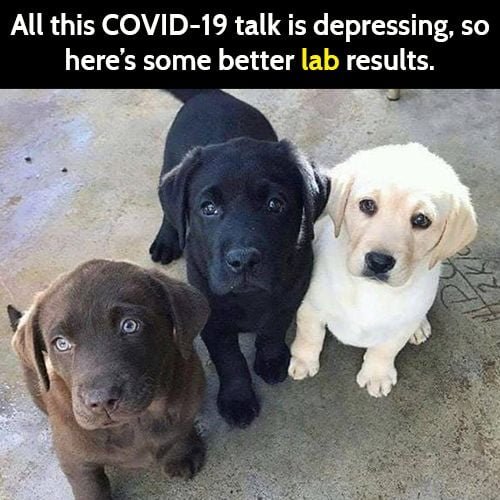 Funny meme: cute lab results