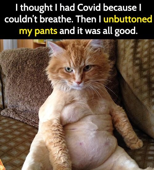Funny animal meme: I thought I was sick but I unbuttoned my pants.