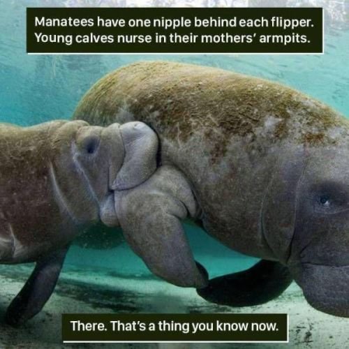 Interesting facts: manatee nipples, manatee calves babies, suck armpits
