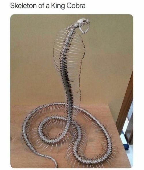 Interesting fact: skeleton of a king cobra.