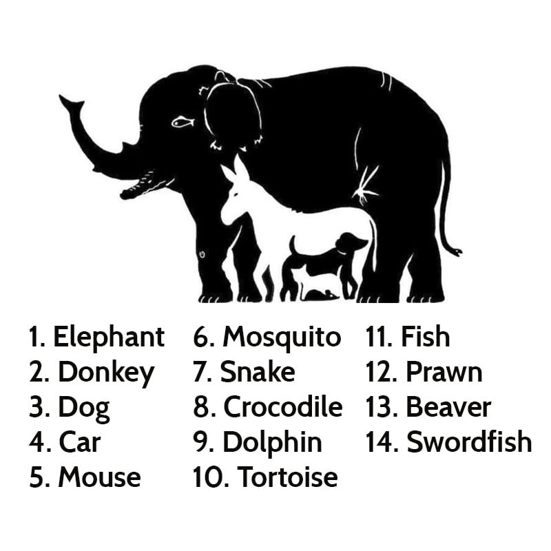 Hidden animals elephant solution