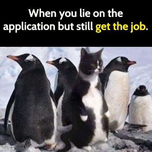 Funny animal meme: when you lie on the application but still get the job.