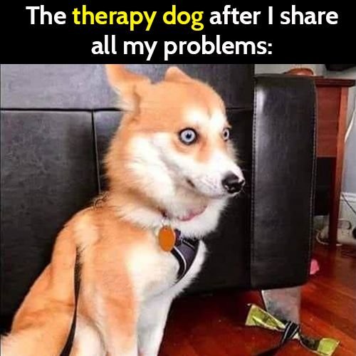 Funny meme: the therapy dog after I share all my problems.