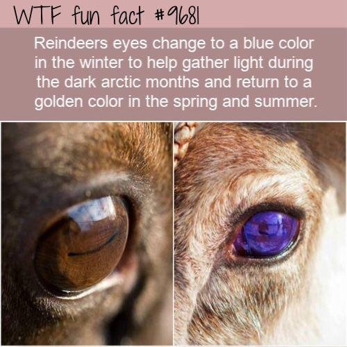 Interesting facts: reindeer eyes change color