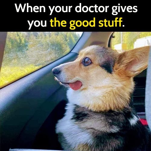 Funny animal meme: when your doctor gives you the good stuff.