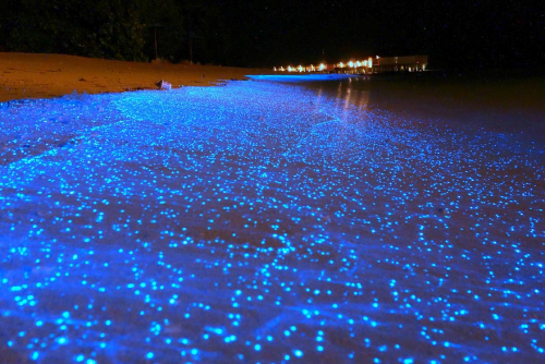 Interesting facts: bioluminescent, beach, fluorescent 