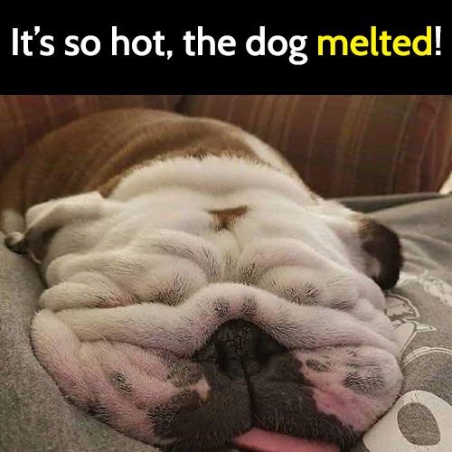 Funny animal meme: it's so hot, the dog melted.