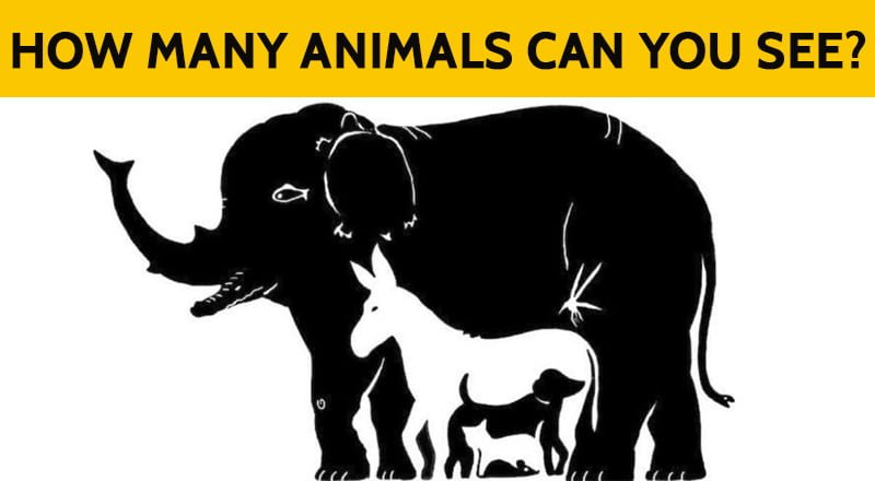 5 Hidden Animal Puzzles Most People Can't Solve - Bouncy Mustard