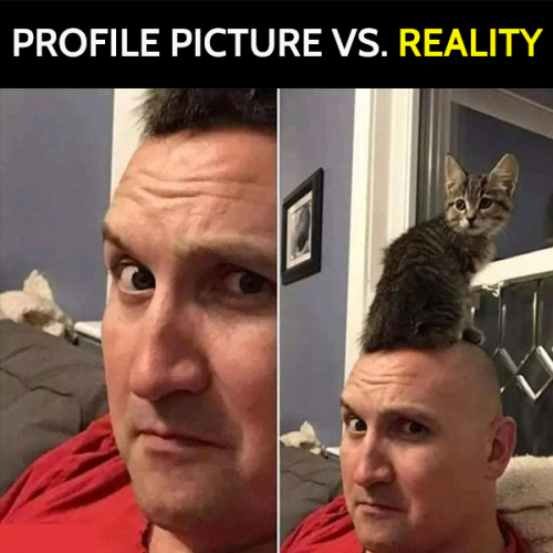 Funny cat meme: Profile picture vs reality.