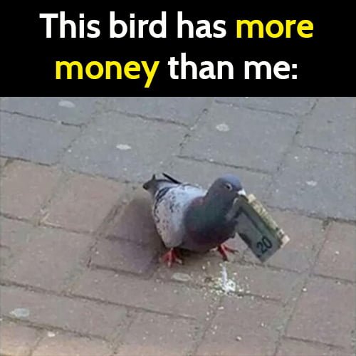 funny broke meme: this bird has more money than me