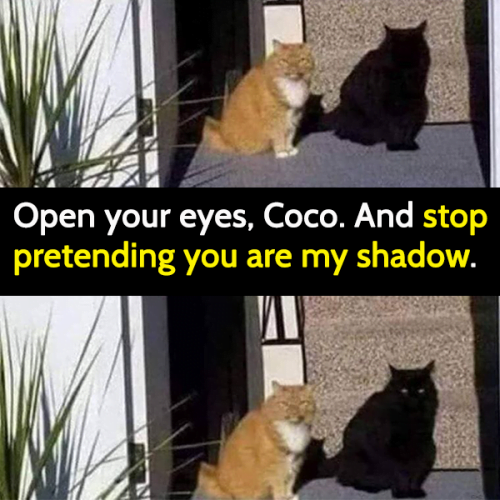 Funny cat meme: open your eyes Coco. And stop pretending you are my shadow.