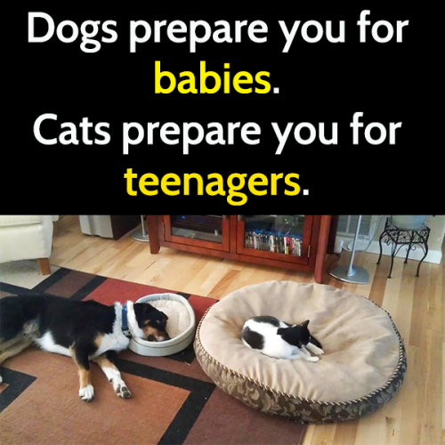 Funny cat meme: Dogs prepare you for babies, cats prepare you for teenagers.