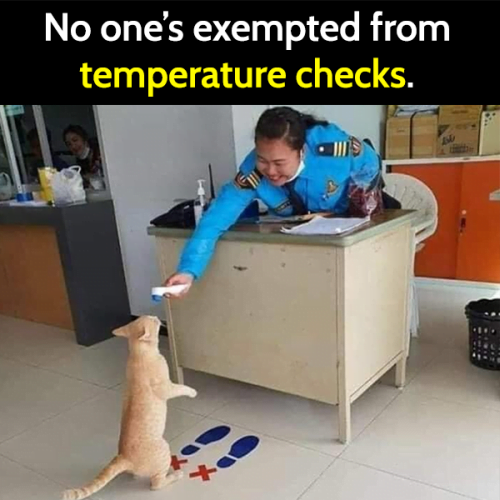 Funny cat meme: No one's exempted from temperature checks.