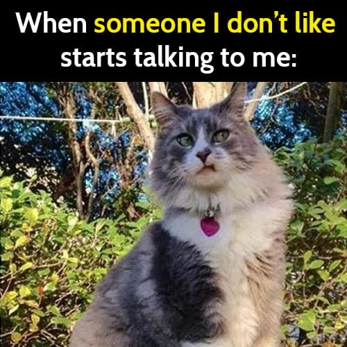 Funny cat meme: When someone I don't know starts talking to me.