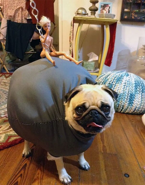 funny Halloween dog costume