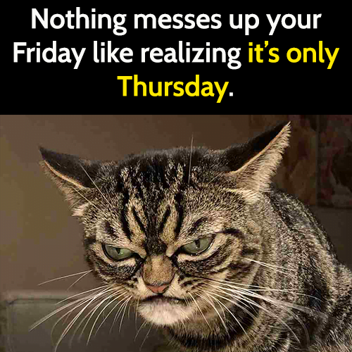 Funny cat meme:Nothing messes up your Friday like realizing it's only Thursday.
