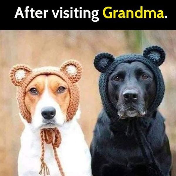 funny meme: dogs after visiting grandma