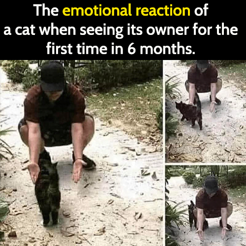 Funny cat meme: The emotional reaction of a cat when seeing its owner for the first time in 6 months.