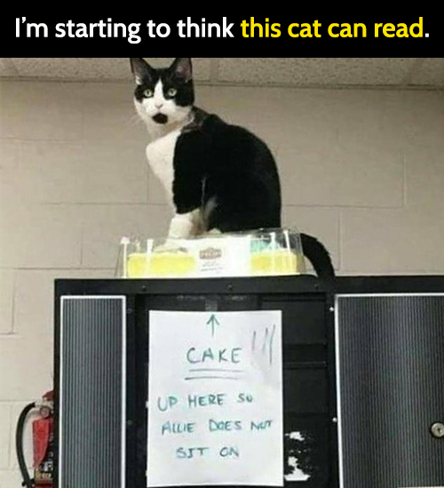 Funny cat meme: I'm starting to think this cat can read.