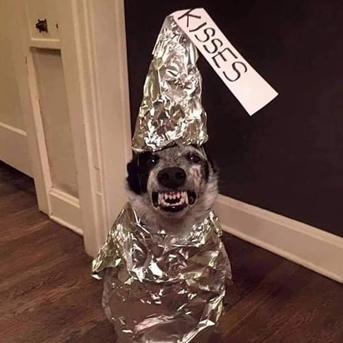 Funny hilarious meme: dog wears kisses costume for halloween
