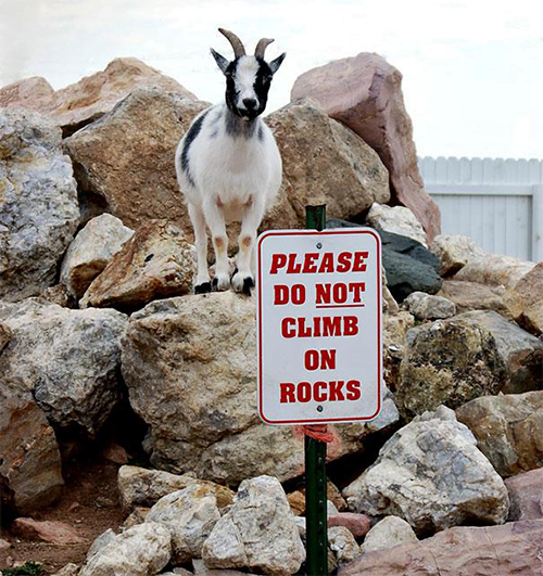 Funny animals disobeying signs and breaking the rules