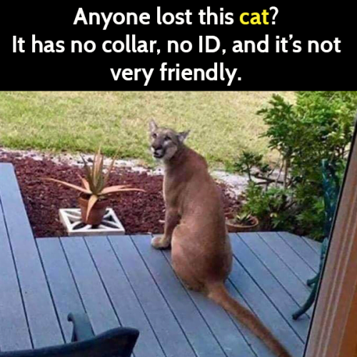 Funny cat meme: Anyone lost this cat? It has no collar, no ID, and it's not very friendly.