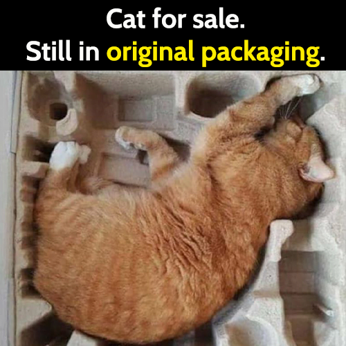 Funny cat meme: Cat for sale. Still in original packaging.