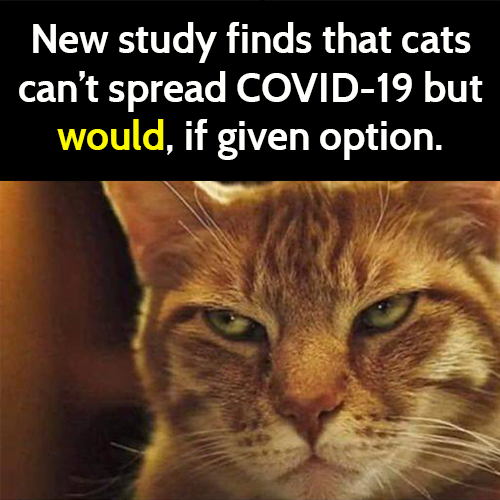 Funny cat meme: new study finds that cats can't spread COVID-19, but would, if given option.