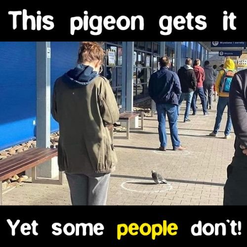 funny social distancing meme: pigeon social distancing