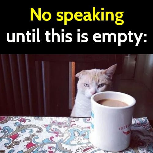 Funny cat meme: No speaking until this is empty.