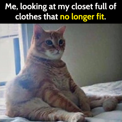Funny cat meme: Me, looking at my closet full of clothes that no longer fit.