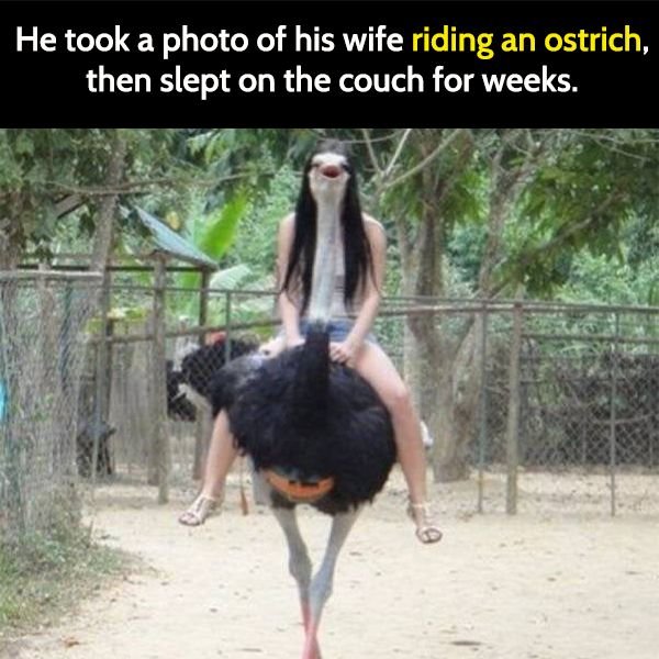 Funny meme: woman on ostrich covers her face