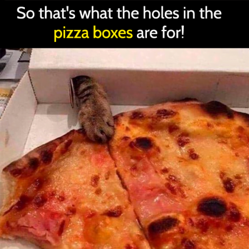 Funny cat meme: So that's what the hole in the pizza boxes are for!