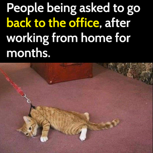 Funny cat meme: People being asked to go back to the office, after working from home for months.
