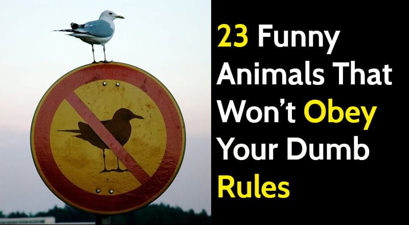 Funny animals disobeying signs and breaking the rules