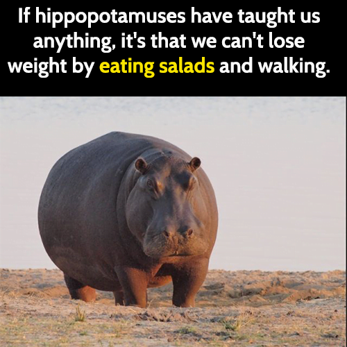 Funny weight loss diet meme: If hippopotamuses have taught us anything, it's that we can't lose weight by eating salads and walking.