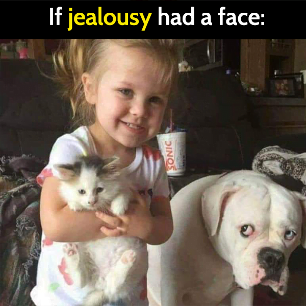 30 Funny Dog Memes That Will Brighten Your Day - Bouncy Mustard