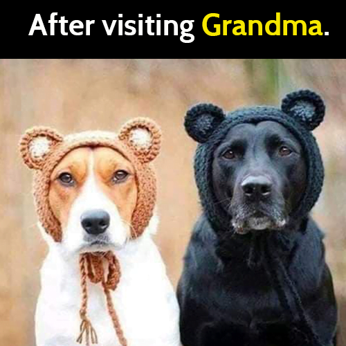 Funny dog meme: After visiting Grandma