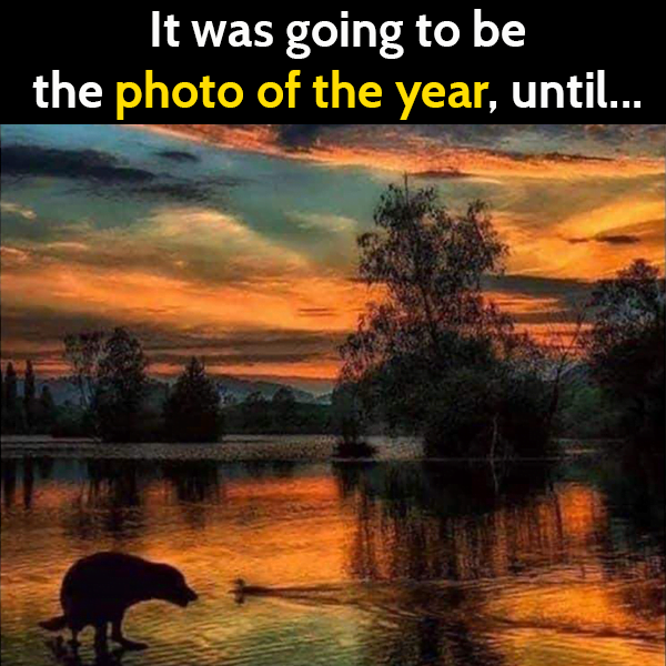 Funny dog meme: dog ruins photo of the year.