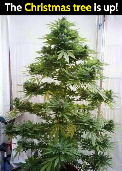 Funny meme: marijuana tree Christmas