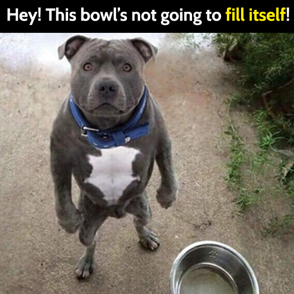 Funny dog meme: Hey! This bowl's not going to fill itself!