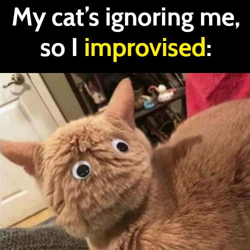 Funny meme: My cat's ignoring me, so I improvised.