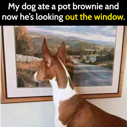 Funny dog meme: My dog ate a pot brownie and now he's looking out the window.