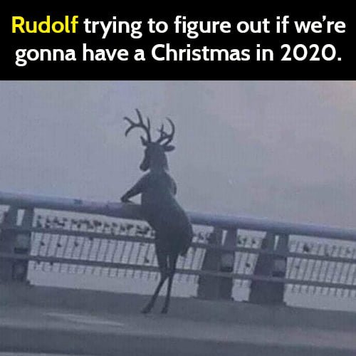 Funny meme reindeer: Rudolf trying to figure out if we're going to have a Christmas in 2020.